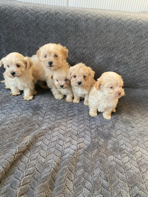 Maltipoo kutyusok - kép 2