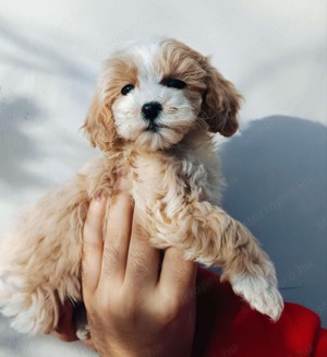 Mini maltipoo kutyusok  - kép 2