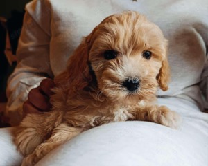 Mini maltipoo kutyusok 