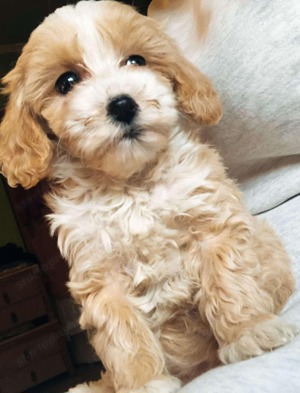 Mini maltipoo kutyusok  - kép 3