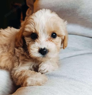 Mini maltipoo kutyusok  - kép 4