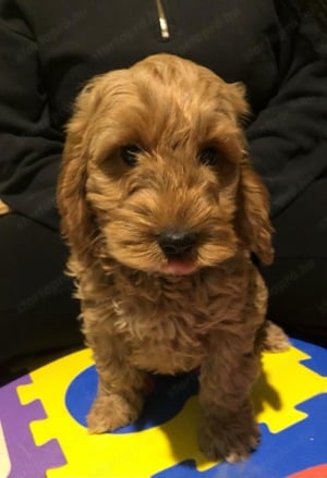 Cockapoo kutyusok cavapoo - kép 4