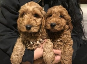 Cockapoo kutyusok cavapoo - kép 2