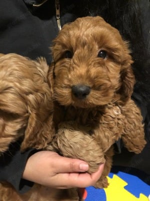 Cockapoo kutyusok cavapoo - kép 3