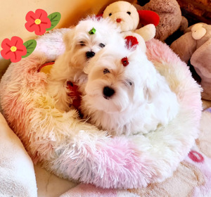 Törzskönyvezett szülőktől gyönyörű szép Bichon Havanese kiskutyák eladók 