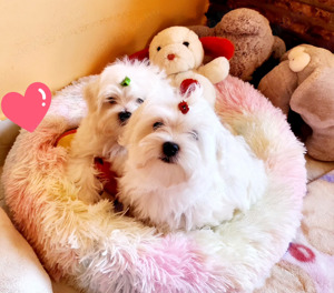 Gyönyörűszép hófehér minőségi  Bichon Havanese kiskutyák eladók  - kép 2