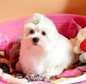 Gyönyörűszép hófehér minőségi  Bichon Havanese kiskutyák eladók  - kép 3