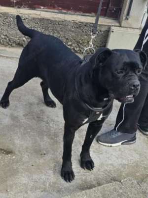 Cane corso babák előjegyezhetők,foglalhatók