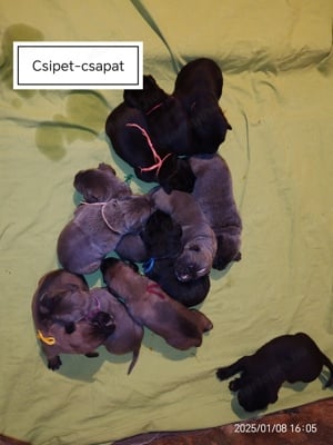 Cane corso babák előjegyezhetők,foglalhatók - kép 4