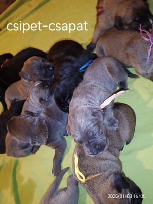 Cane corso babák előjegyezhetők,foglalhatók - kép 6