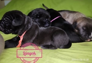 Cane corso babák előjegyezhetők,foglalhatók - kép 8