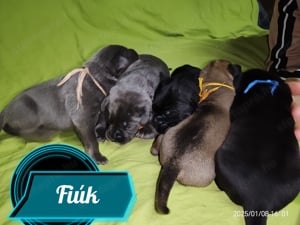 Cane corso babák előjegyezhetők,foglalhatók - kép 11