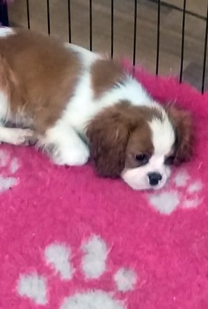 Cavalier King Charls Spániel kiskutyák