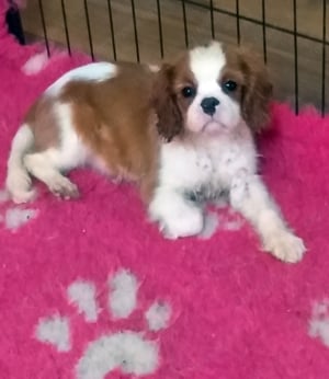 Cavalier King Charls Spániel kiskutyák - kép 3