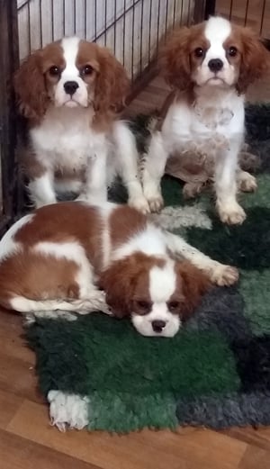 Cavalier King Charls Spániel kiskutyák - kép 4