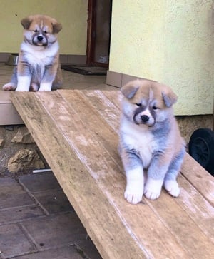 Japán Akita kölykök szerető gazdit keresnek - kép 10