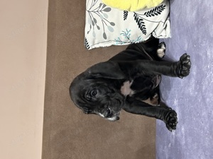 Cane corso fekete kan kiskutya - kép 4