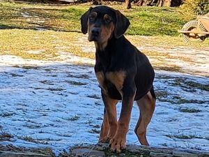 Louisiana Leopard dog-  kölykök Catahoula - kép 4