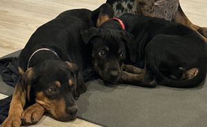 Louisiana Leopard dog-  kölykök Catahoula - kép 6