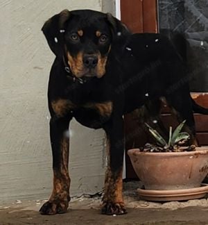 Louisiana Leopard dog-  kölykök Catahoula - kép 2