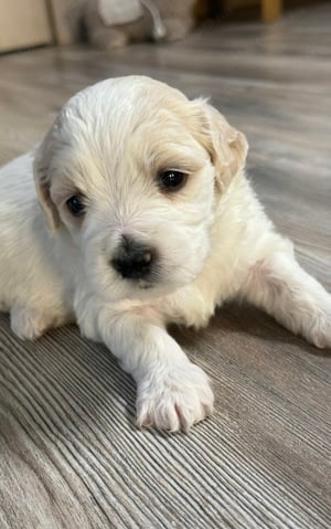 Bichon Havanese babák - kép 2