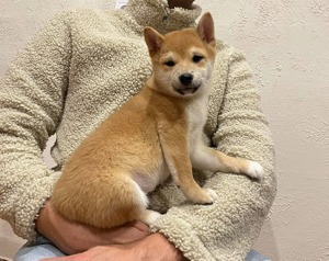 Shiba inu kisfiú gazdiját keresi  - kép 4