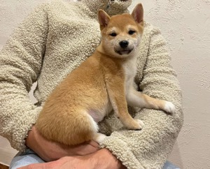 Shiba inu kisfiú gazdiját keresi  - kép 2