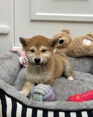 Shiba inu macis kisfiú gazdisodna  - kép 3