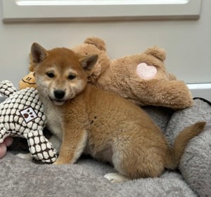 Shiba inu macis kisfiú gazdisodna  - kép 2