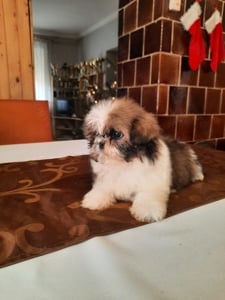 Shih-tzu kiskutyák költöznének 