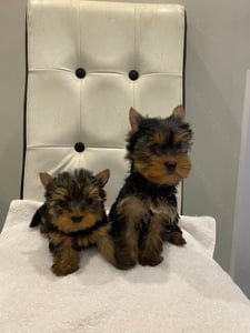 Mini yorki kis kutya 