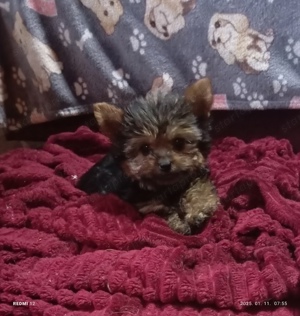 Yorkshire terrier,yorki fiú - kép 3