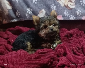 Yorkshire terrier,yorki fiú - kép 2