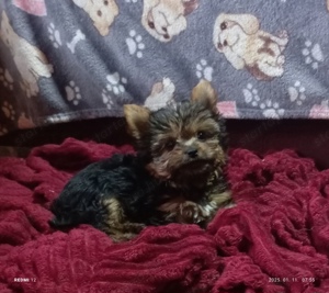 Yorkshire terrier,yorki fiú