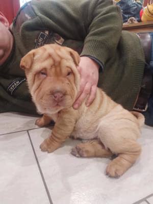 Eladó Shar Pei kölykök - kép 2