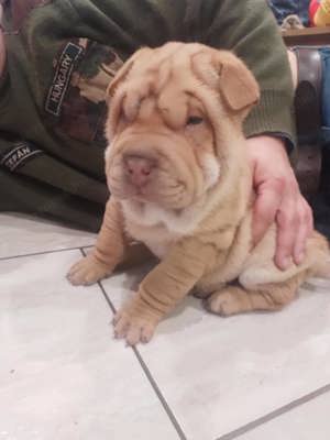 Eladó Shar Pei kölykök