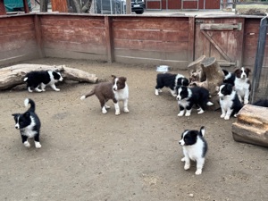 Border Collie fajta tiszta kölykök eladók - kép 13