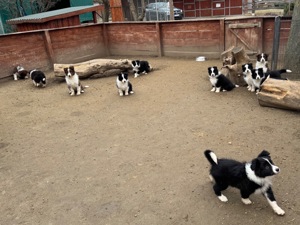 Border Collie fajta tiszta kölykök eladók - kép 11