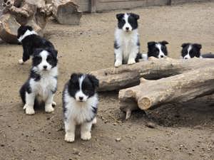 Border Collie fajta tiszta kölykök eladók - kép 4