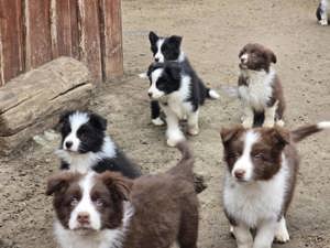 Border Collie fajta tiszta kölykök eladók - kép 8