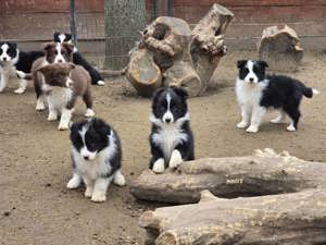 Border Collie fajta tiszta kölykök eladók - kép 7