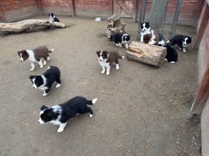 Border Collie fajta tiszta kölykök eladók - kép 14