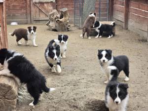 Border Collie fajta tiszta kölykök eladók - kép 9