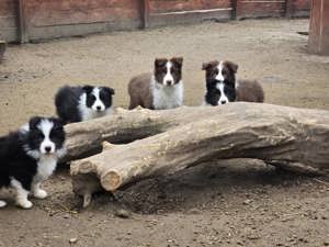 Border Collie fajta tiszta kölykök eladók - kép 6