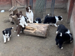 Border Collie fajta tiszta kölykök eladók - kép 15