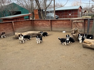 Border Collie fajta tiszta kölykök eladók - kép 12