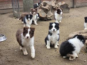 Border Collie fajta tiszta kölykök eladók - kép 5