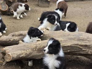 Border Collie fajta tiszta kölykök eladók - kép 10