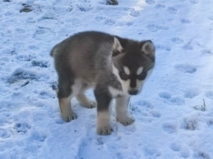 Szibériai husky  - kép 7