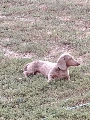 Törpe Tacskó Izabella Harlekin kannal fedeztetés  - kép 2